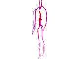 Circulatory System 3D Model