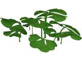 Clover Patch 3D Model preview