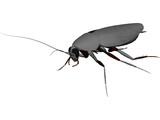 Cockroach 3D Model preview