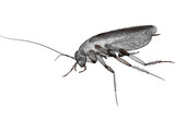 Cockroach 3D Model