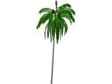 Cocos Nucifera 3D Model preview