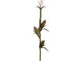 Corn Stalk 3D Model preview