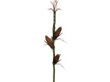 Corn Stalk 3D Model