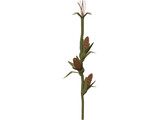 Corn Stalk 3D Model