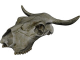Cow Skull 3D Model preview