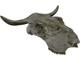 Cow Skull 3D Model