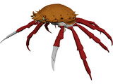 Crab (Maia Squinado) 3D Model preview
