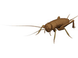 Cricket 3D Model preview