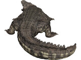 Crocodile 3D Model preview