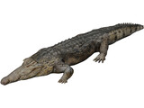 Crocodile 3D Model preview