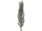 Cypress Tree 3D Model preview