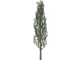 Cypress Tree 3D Model