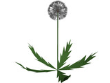 Dandelion 3D Model