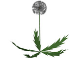 Dandelion 3D Model