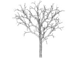 Dead Tree 3D Model