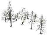Dead Trees 3D Model
