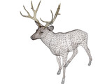 Deer Mule 3D Model
