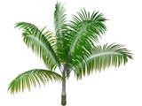 Dictyosperma Album 3D Model