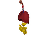 Digestive Tract and Respiratory 3D Model preview