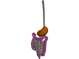 Digestive Tract Internal Organ 3D Model preview