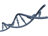 DNA 3D Model