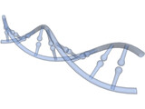 DNA 3D Model