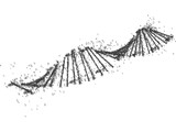 DNA Human 3D Model
