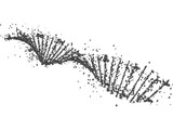 DNA Human 3D Model