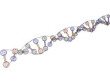 DNA Strand 3D Model
