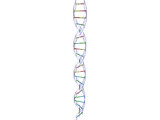 DNA Strand 3D Model