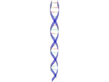 DNA Strand 3D Model