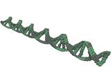 DNA 3D Model