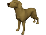 Dog Braco 3D Model preview