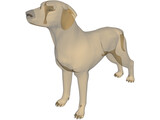 Dog Braco 3D Model