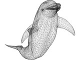 Dolphin 3D Model