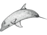 Dolphin Bottle-Nosed 3D Model