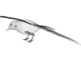 Dove Rock Pigeon 3D Model