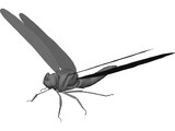 Dragon Fly 3D Model preview