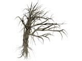 Dry Old Tree 3D Model preview
