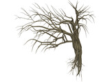 Dry Old Tree 3D Model