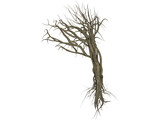 Dry Old Tree 3D Model