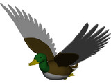 Duck Flying 3D Model preview