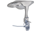 Ear Cutaway 3D Model