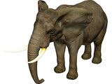 Elephant African Male 3D Model preview