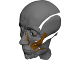 Face Muscles 3D Model preview