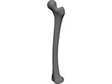 Femur Bone 3D Model preview