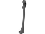 Femur Bone 3D Model