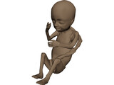 Fetus 3D Model preview