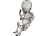 Fetus 3D Model
