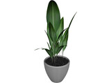 Ficus 3D Model preview
